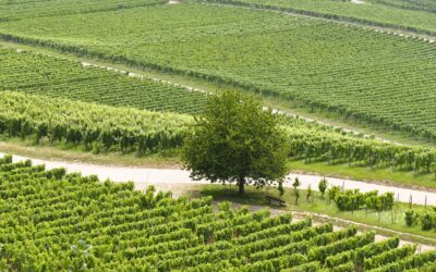 The Easiest Limo Packages for the Best Winery Tours in 2026